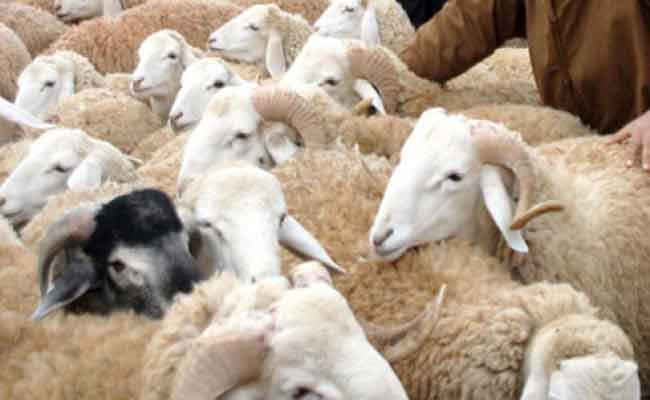 الدرك يسترجع 135 رأس من الغنم و الماعز المسروق بتيارات