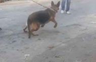 توقيف شخص ظهر في فيديو يحرض كلب شرس على عمال مخبزة بالمنيعة