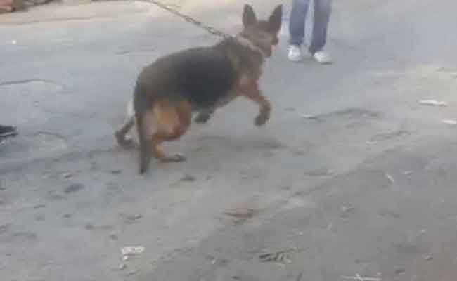 توقيف شخص ظهر في فيديو يحرض كلب شرس على عمال مخبزة بالمنيعة