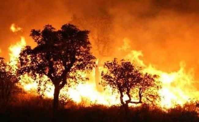 أغلب حرائق الغابات تقف ورائها “لوبيات الفحم  و مافيا الفلين”