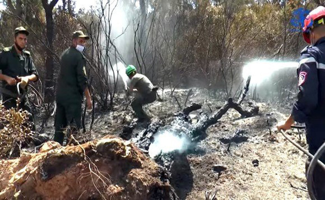 حرائق الطارف خلفت إتلاف أكثر من 1000 هكتار من الغابات