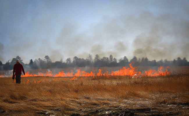 النيران تلتهم 5 هكتارات من الأحراش والأدغال والحصيدة في حريق بالفجوج بقالمة