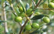 اعتراض فلاحين على قطع العشرات من أشجار الزيتون لإنجاز مشروع سكني بالشلف