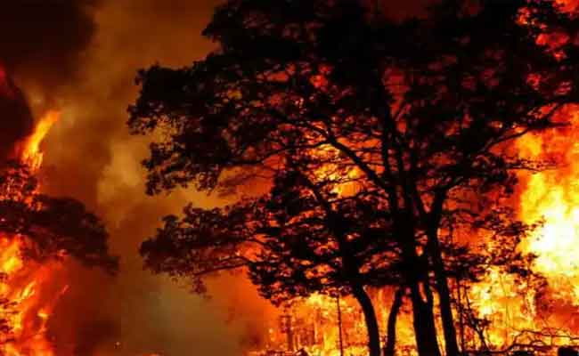 توقيف ثمانيني تسبب في حريق غابة الرندة بعنابة