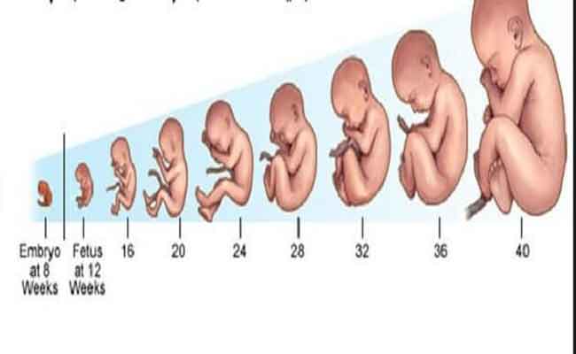 ما هو الوزن الطبيعي للجنين في الشهر السابع من الحمل؟