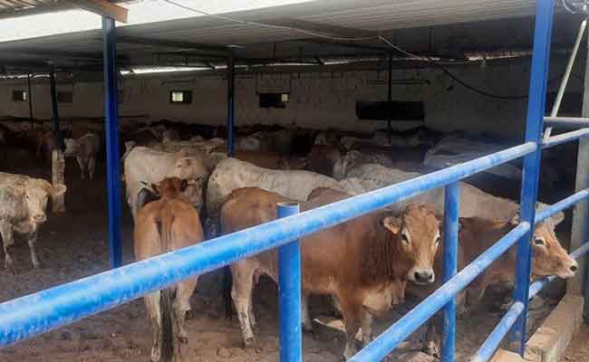 ضحايا حرائق غابات تيزي وزو يستلمون أزيد من 6100 رأس من الماشية