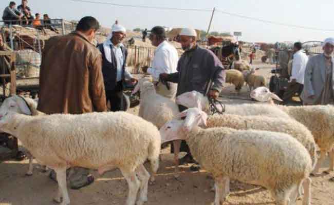 إعادة فتح أسواق المواشي والأسواق الأسبوعية بجميع بلديات المدية