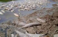 سبب نفوق الأسماك بسد بوكردان في تيبازة هو جفاف السد