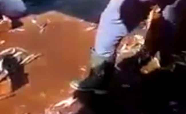 التحقيق في حادثة رمي الأسماك بميناء صلامندر بمستغانم