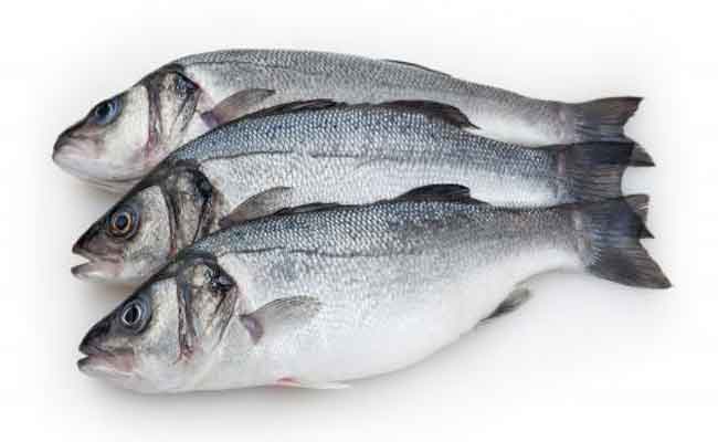 هل تعرفون ما هي فوائد تناول سمك القاروص؟