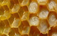 هل تعرفين ما هي فوائد غذاء ملكات النحل؟