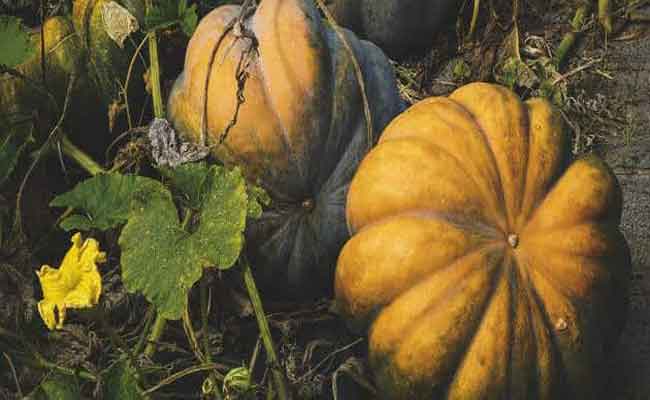 في موسم اليقطين…ما هي فوائد اضافته الى الاطباق اليومية؟