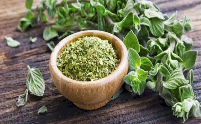 لعشبة الأوريغانو فوائد عديدة…ماذا تعرفون عنها؟