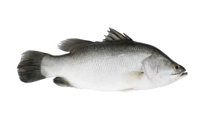 هل تعرفون ما هي فوائد تناول سمك القاروص؟