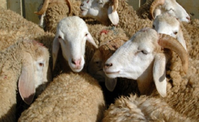 بداية حملة التلقيح ضد جدري المواشي