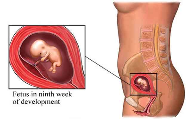 ما الذي يحدث للحامل والجنين في الأسبوع التاسع من الحمل؟
