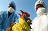 انفلونزا الطيور تنتشر في إسرائيل