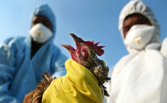 انفلونزا الطيور تنتشر في إسرائيل