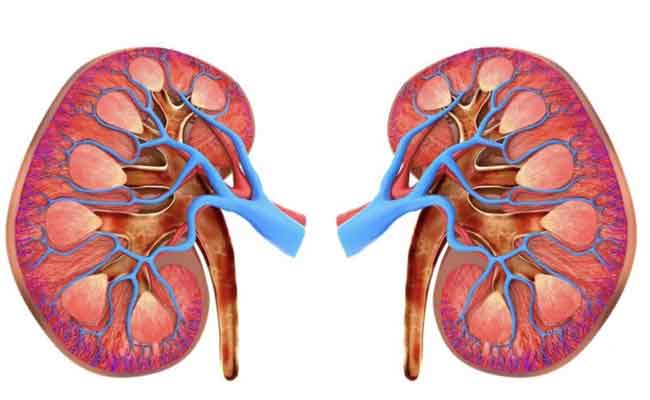 كيف يمكن أن يؤثرر فيروس كورونا على صحة الكلى؟