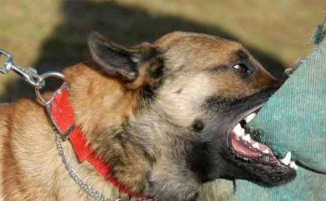 الحبس المؤقت لصاحب كلاب مفترسة تسببت في في قتل طفل بالبليدة