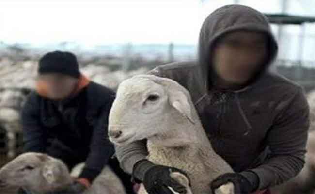 الإطاحة بـ 5 أشخاص يحترفون سرقة المواشي بعنابة