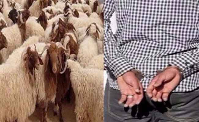 وضع حد لنشاط شبكة إجرامية تحترف سرقة المواشي بغليزان