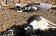 ظهور بؤرة للحمى المالطية وسط الأبقار بسدراتة في سوق أهراس