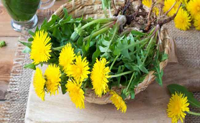 كيف تستفيدين من تناول الهندباء خلال الحمل؟