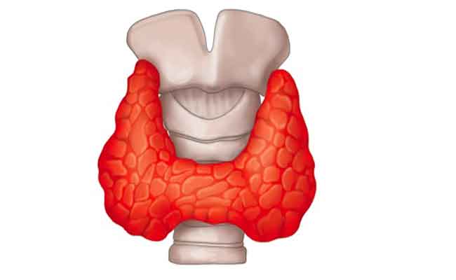 ما هي أبرز الأعراض التي تصاحب اضطرابات الغدة الدرقية؟