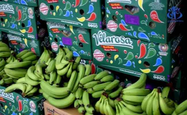 حجز أزيد من 1240 طن من الموز كانت موجهة للمضاربة في عدة ولايات