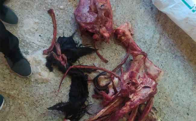 حجز جلد حمار مسلوخ وبقايا عظام بمذبح سري و توقيف 4 أشخاص بتيارات