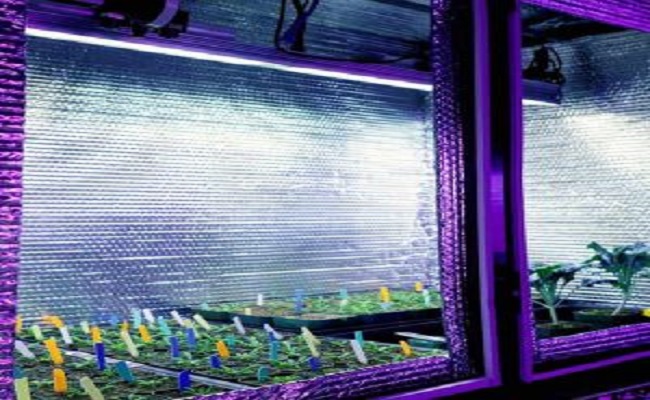 أضواء وتأثيرها العجيب في نمو النباتات LED...