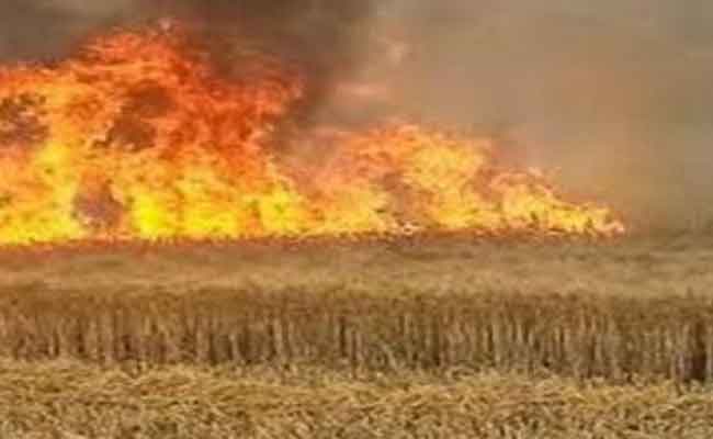 حريق يلتهم هكتارين من القمح اللين بغليزان
