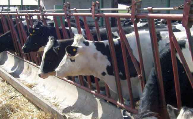 الإطاحة بشبكة إجرامية تحترف سرقة الأبقار الحلوب بتيارات