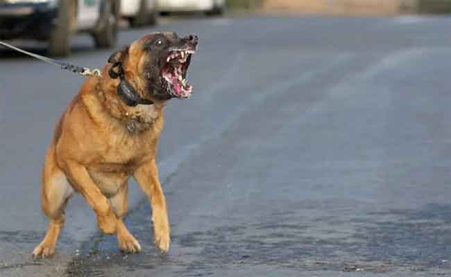 سلطات غليزان تمنع التجوال بالكلاب الخطيرة و الشرسة