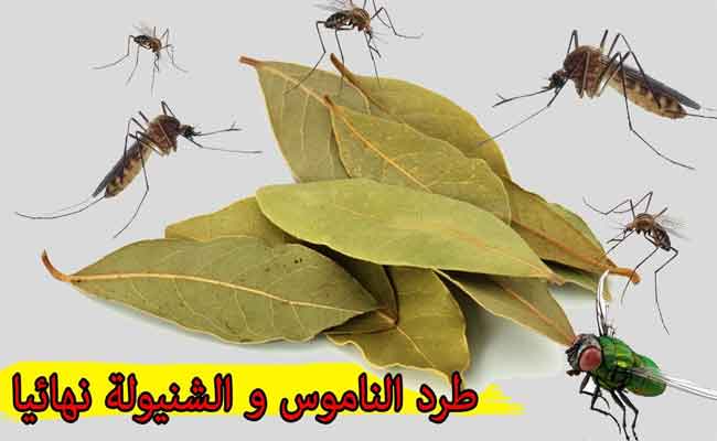 بهذه الطرق تتخلّصون من الناموس في المنزل نهائياً