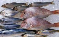 ما هي أنواع الأسماك الأكثر غنى بالبروتين؟