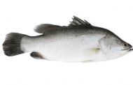 هل تعرفون ما هي فوائد تناول سمك القاروص؟