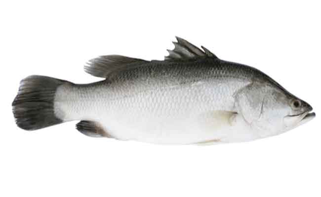 هل تعرفون ما هي فوائد تناول سمك القاروص؟