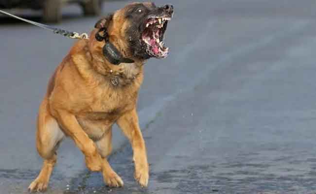 منع تربية الكلاب الشرسة و المتاجرة و التجوال بها في ولاية ميلة