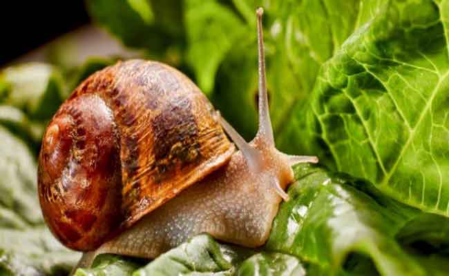 لن تصدّقي كثرة الفوائد التي يقدّمها الحلزون للبشرة!