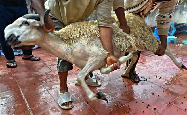 الحماية المدنية تدعو إلى احترام الإرشادات الوقائية من الحوادث أثناء نحر الأضاحي