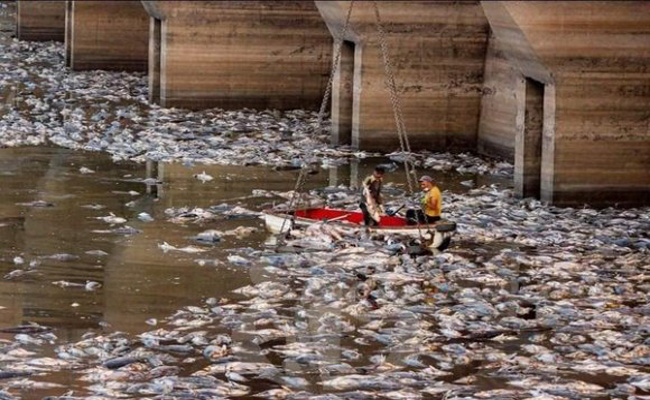 كارثة طبيعية : نفوق الآلاف من الأسماك بسد “جرف التربة ” ببشار