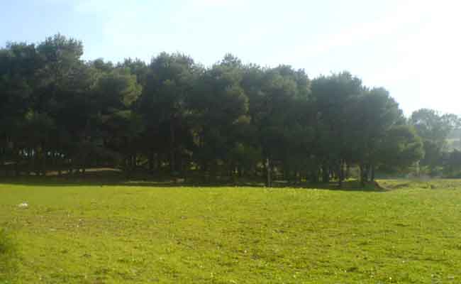 منع جميع النشاطات داخل الغابات طيلة موسم مكافحة الحرائق بولاية تيبازة