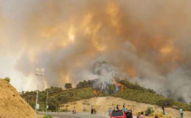 حصيلة ضحايا حرائق الغابات ترتفع إلى 37 قتيلا