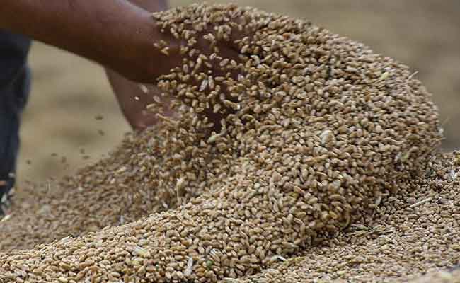 إلزام منتجي الحبوب ببيع محاصيلهم للديوان الوطني المهني