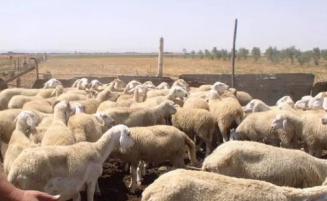 توقيف شخصين يحترفان سرقة المواشي بمعسكر