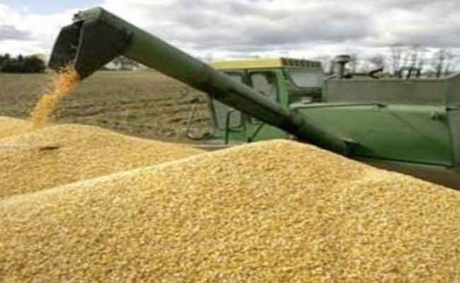 وزارة الفلاحة تذكر منتجي الحبوب بإلزامية تسليم محصولهم كاملا إلى التعاونيات