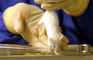 اختراق علمي كبير تصنيع أجنة فئران من خلايا جذعية...