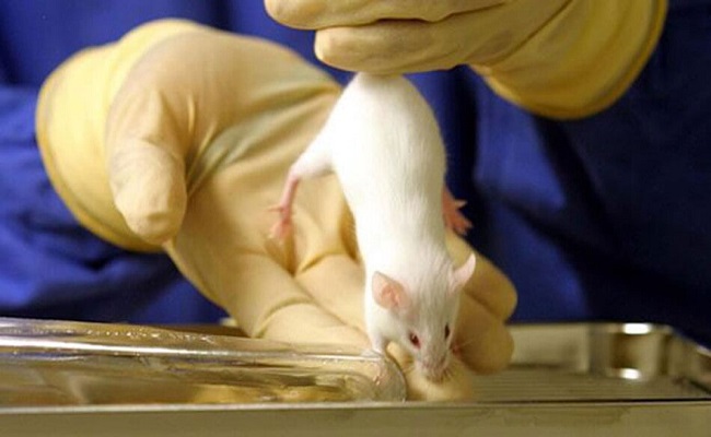 اختراق علمي كبير تصنيع أجنة فئران من خلايا جذعية...